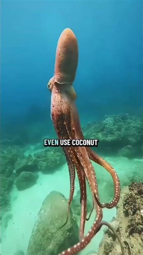 This Sea Creature Can Use Tools! 😲