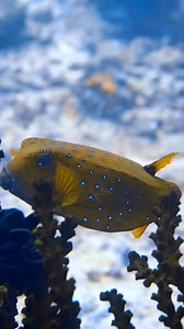 15K views · 1K reactions | A True Survivor - The Resilient Yellow...