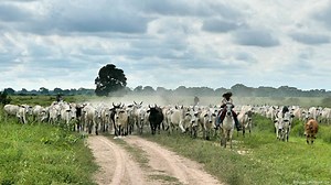 El Paraná no se toca. Humedales en peligro