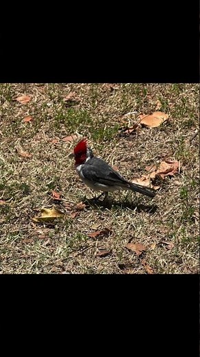 Fall Webworms: What You Need to Know! #shorts