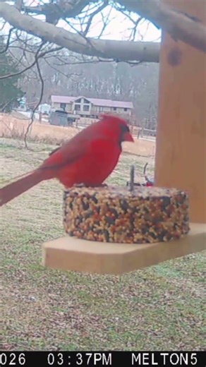 Cardinal Feeding on a Seed Block