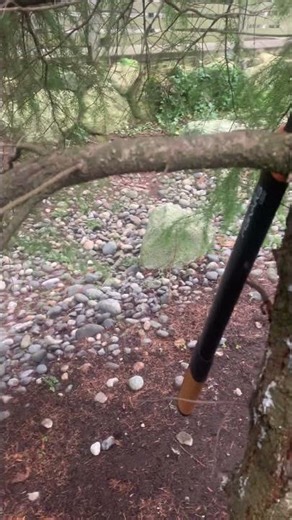 Don't tolerate split branches #treepruning #trees #arborist #redsealvas #landscaper #garden