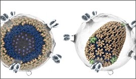 How GPUs Are Helping Disrupt the Virus Life Cycle | NVIDIA Technical Blog