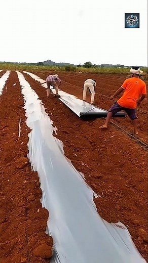 Why Farmers Are Using Plastic Sheets in Fields 🌾♻️ | Mulching Benefits Explained! #farmingtools