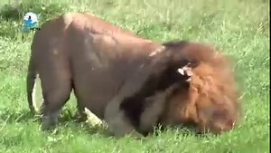 9.2M views · 196K reactions | Male lion kills Baby Buffalo _ Lion vs Buffalo | Vega Nova | Facebook