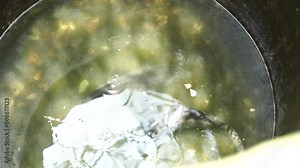 two snakehead fish swimming in circles. snakehead fish breeding process