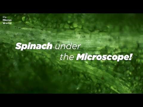 Spinach Cells Under the Microscope | The Green World Inside a Leaf #microscope #science