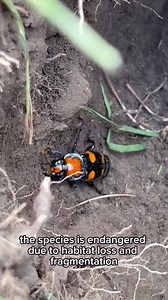America’s birthday 🤝 America’s beetle Happy 4th of July! The Zoo takes care of many animals across the globe, including animals in Missouri like the American burying beetle. The Zoo recently took a trip to southwest Missouri to reintroduce several American burying beetles to their new, natural habitat. Saint Louis Zoo staff, Sedgwick County Zoo staff and Zoo ALIVE Teens from the Zoo worked together to dig and place the beetles in their new homes. American burying beetles are a type of carrion b