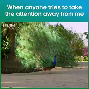 Umm, excuse us, but did we give you permission to interrupt? Huh? | BBC One