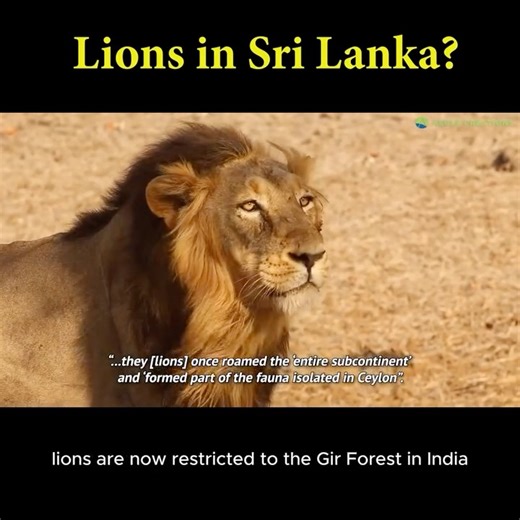 Did Lions live in Sri Lanka? Although lions are prevalent in Sri Lankan symbology, there's little evidence of their existence in the country. #srilanka #nature #wildlife #srilankawildlife #wildsrilanka #history #ceylon #srilankanhistory #historyofsrilanka #srilankadaily #srilankatoday #animals #animalfacts #lions #lka | Aegle Creations