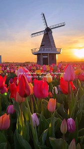 Comment “TULIP” to receive our free Tulip Travel Guide to the Netherlands 🌷🇳🇱 Inside the guide you’ll find: 📍 The most iconic tulip fields & photo spots 🗺️ A downloadable Google Map with all exact locations 📆 When to go & how to plan your visit 🏡 Where to stay (best areas & hotels) 🚗 Tips on how to get around the countryside Save this reel for your trip to the Netherlands ✨ | Take My Heart Everywhere