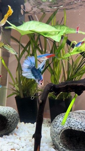 Mistakes in Fish Keeping | Rainbow Shark and Half Moon Betta Tank Sharing