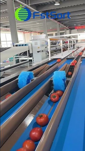 Tomato sorting machine; tomatoes grading machine;tomato grader;