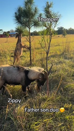 4 comments | #goat #buck #rut #farm #homestead | Pam PMfarm Vent | Facebook