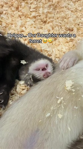 Considering a Ferret as a Pet? Here's What You Need to Know!