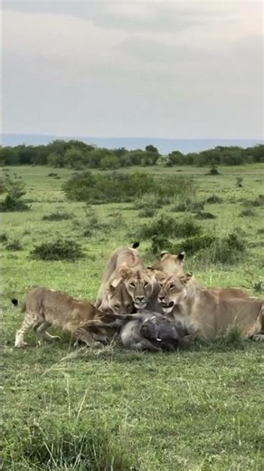 How the Hadzabe Hunt Wild Animals Using Ancient Survival Skills