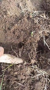 Butas sa gitna ng garden plot anu kaya ang laman nito😐👇👇👇 #buhayfarming #buhaygardener #buhaymagsasaka #buhayfarmers #juliuspepitomanarang | Julius Pepito Manarang