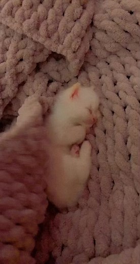 Cozy Kitten Cuddles: A Relaxing Video Experience