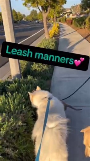 2.3K views · 82 reactions | Meet Patsy! 13 weeks of pure puppy magic....