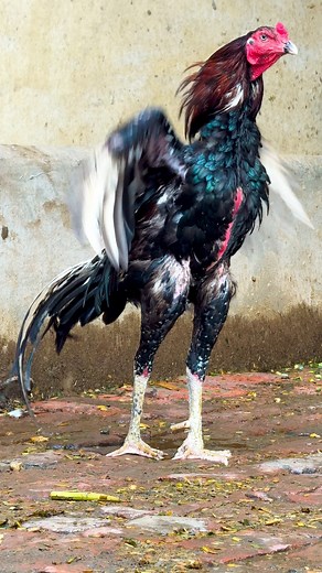 36K views · 3.1K reactions | Nadeem shah Aseel collection | Nadeem shah aseel | Facebook