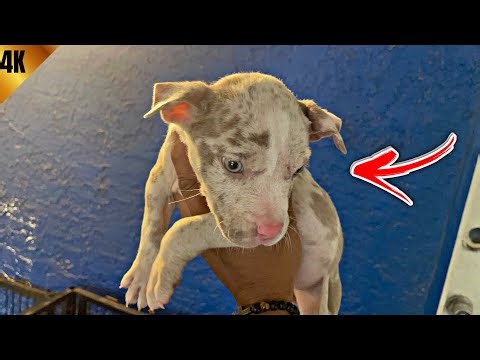 I Thought My Stud DIED..