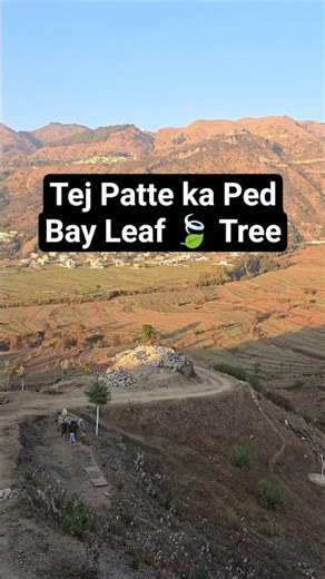 Tej Patte ka Ped | Bay Leaf Tree