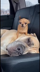 Little dog went quiet right away 😂 | Chihuahua Comedy