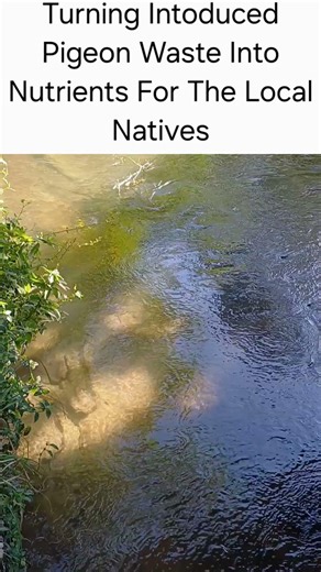 Possum Problems' Tuna Project.