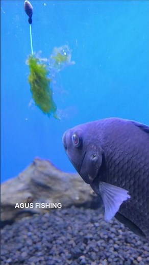 This is how tilapia fish eat moss bait in the water.