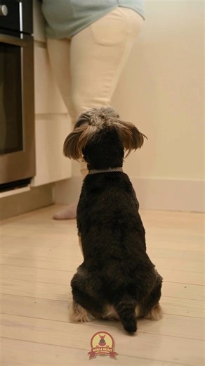 Ever wonder what’s in our treat pouch? Here’s our go-to: soft, smelly, pea-sized, and high value. It’s not fancy—it’s effective. What treats work best for your pup? | Noble Beast Dog Training | Facebook