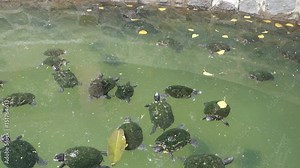 Group of red-eared slider (Trachemys scripta elegans) in pool
