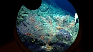 Extinct Underwater Volcano Teeming With Life Explored By Humans For The First Time