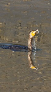 A short video of a Cormorant hunting | UK Wildlife