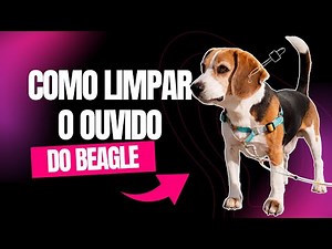 👉 How to Clean Your Beagle's Ears CORRECTLY (Avoid Infections and Bad Odors!)