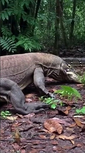 Everyone talks about the python's squeeze, but they completely forgot about the Komodo's weapon
