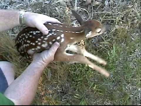 Noisy Baby deer.mp4