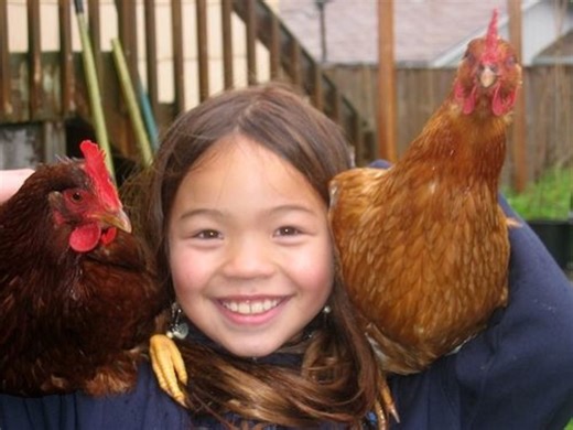 Ideas for Toys and Activities to Entertain Your Pet Chickens