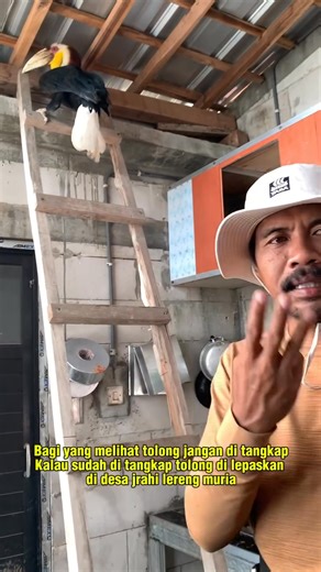 21K views · 348 reactions | Info Flora Fauna : Burung Julang Emas...