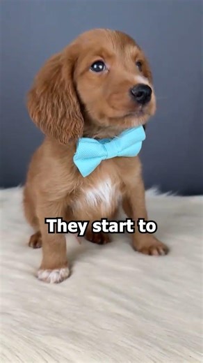 A clear “yes” gives puppies information. It tells them they’ve made the right choice