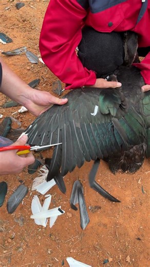 Harmless Duck Wing Clipping Tutorial