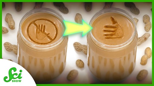 How we could beat childhood peanut allergies | SciShow News