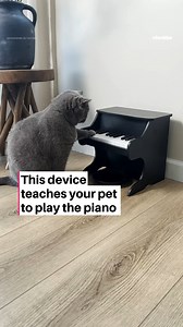 Your pet can’t play Beethoven, but at least they’ll get treats for trying. The Pet Piano combines music and treats in a way that might just leave your pet confused and obsessed. Every key pressed releases a snack, keeping them engaged while they try to figure it out. | Cheddar Gadgets