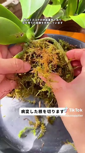 胡蝶蘭を再び咲かせるための簡単な手順