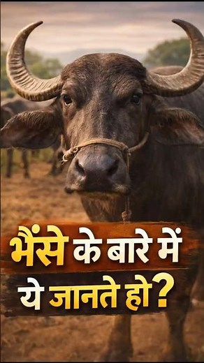 Buffalo Breeds in India | gk question #buffalobreeds #gkquestion