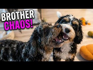Epic Cavapoo Brothers Play Fight!