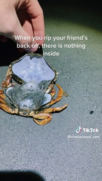 Understanding Crab Molting and Hermit Crab Shells
