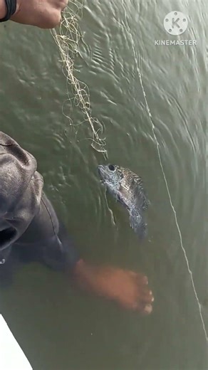 How to Build your own Fish Trap for Massive Catching!