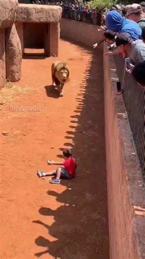 A heart-stopping incident at a major American zoo was captured on visitor cell phone cameras and security footage when a young boy fell into a lion enclosure. The high-angle video shows the boy in a red shirt huddled in the dirt of a dry moat as a massive male lion approaches. For several agonizing seconds, the predator stood over the child and let out an aggressive, earth-shaking growl that left the crowd on the observation bridge paralyzed with fear. However, in a stunning turn of events, the 
