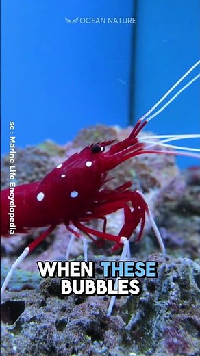 How Do Pistol Shrimps Defeat Prey With Sound? #shorts