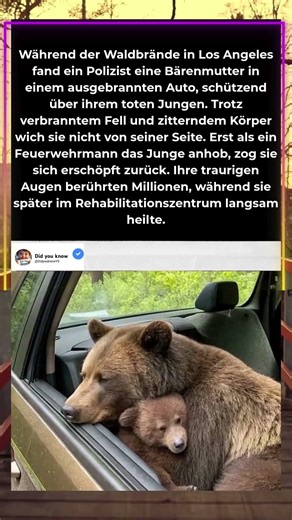 Unfassbare Mutterliebe: Bärin schützt ihr Junges bis zuletzt 🐻💔